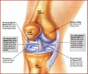 Anatomical Picture of the Human Knee and how Applied Biomechanics treats knee pain.
