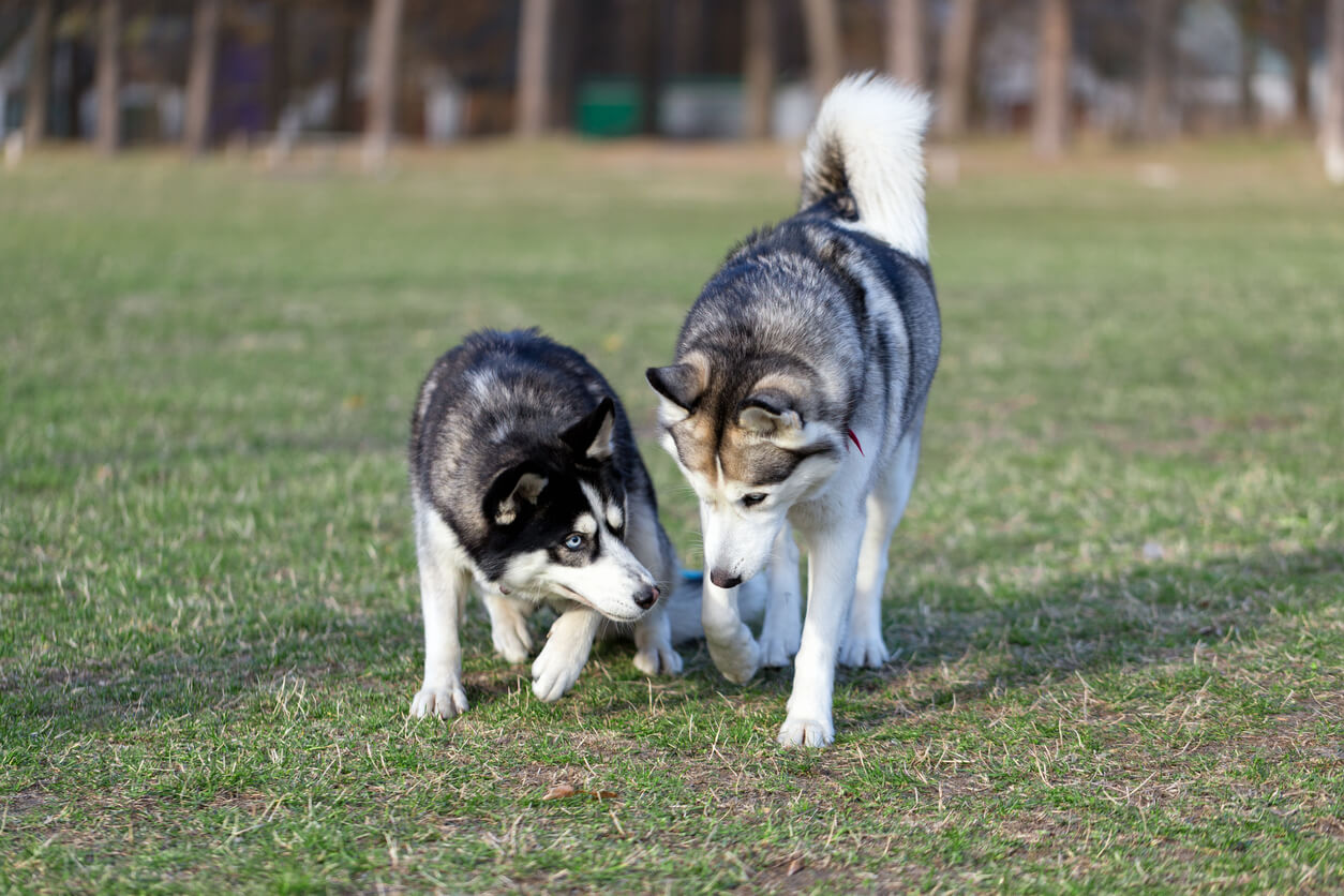 Why Is My Dog Limping Applied Biomechanics Orthotics Bracing Guelph