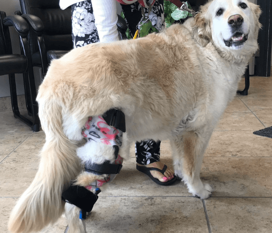 A photo of a golden retriever with a custom leg brace at the office of Applied Biomechanics.