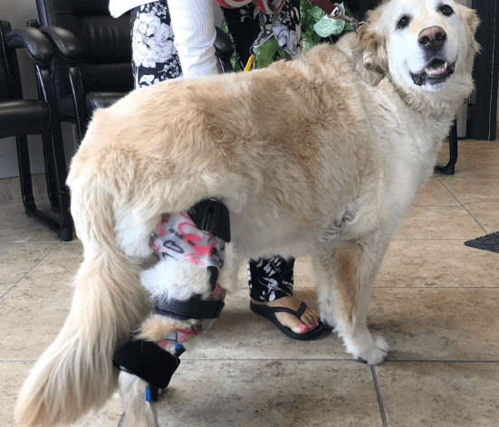 Dog Knee Braces: Do They Help and How Effective Are They? - toe beans