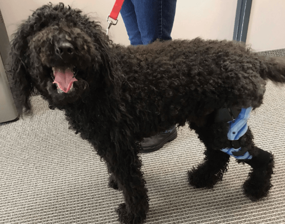 A photo of a doodle with a custom leg brace at the office of Applied Biomechanics.