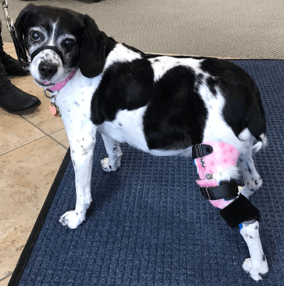 A photo of a black and white spotted dog with a custom leg brace at the office of Applied Biomechanics.