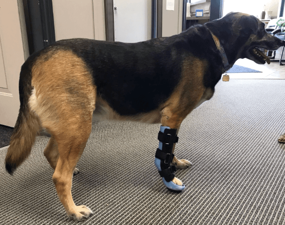 A photo of a brown and black dog with a custom leg brace at the office of Applied Biomechanics.