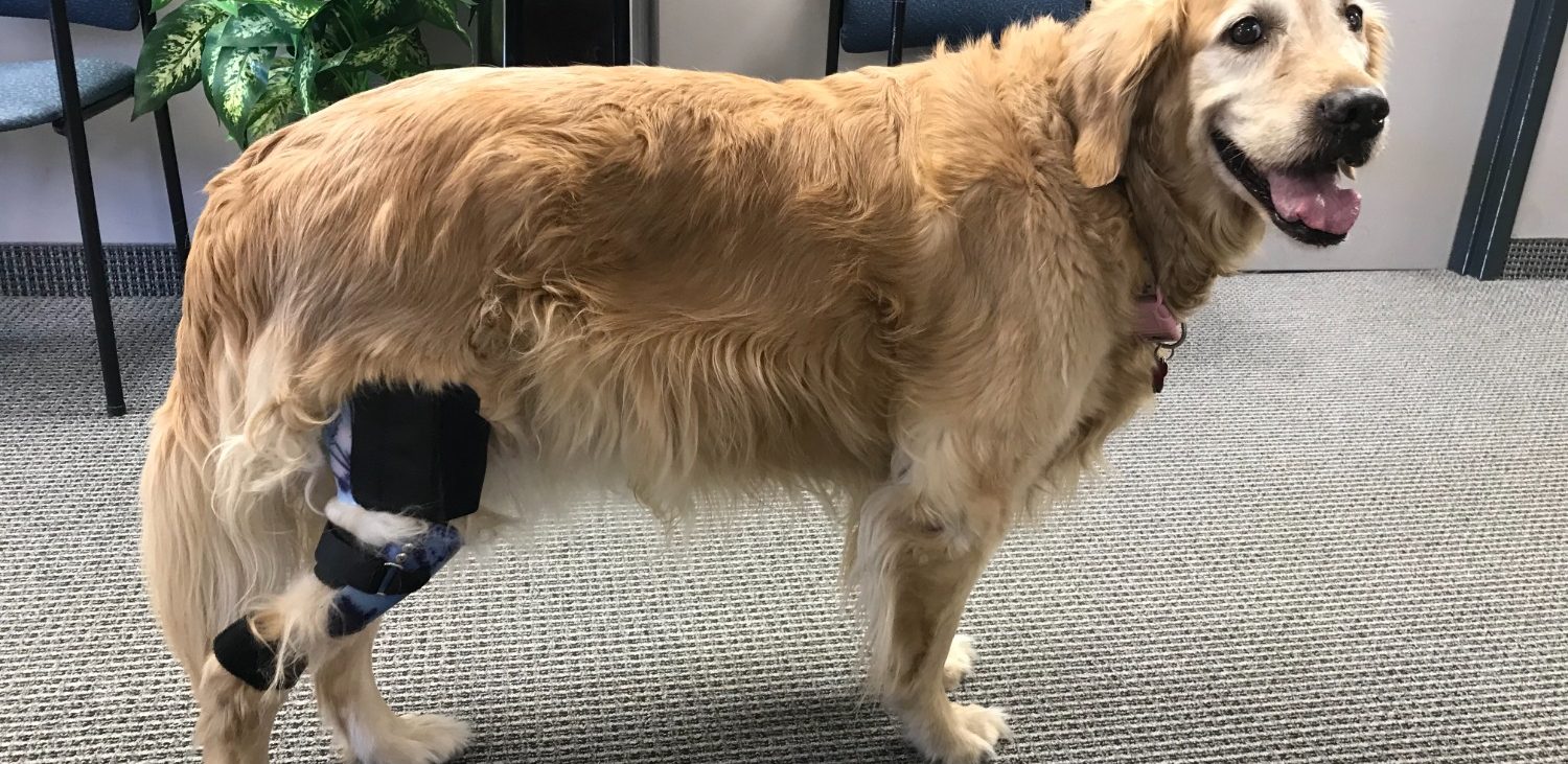 The Benefits of Custom Knee and Leg Braces for Dogs - Applied Biomechanics  Orthotics and Bracing