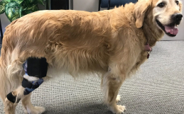 The Benefits of Custom Knee and Leg Braces for Dogs