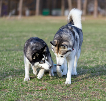 Why Is My Dog Limping?