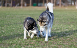 Why Is My Dog Limping?