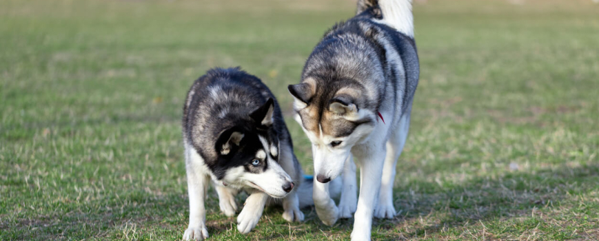 Why Is My Dog Limping?